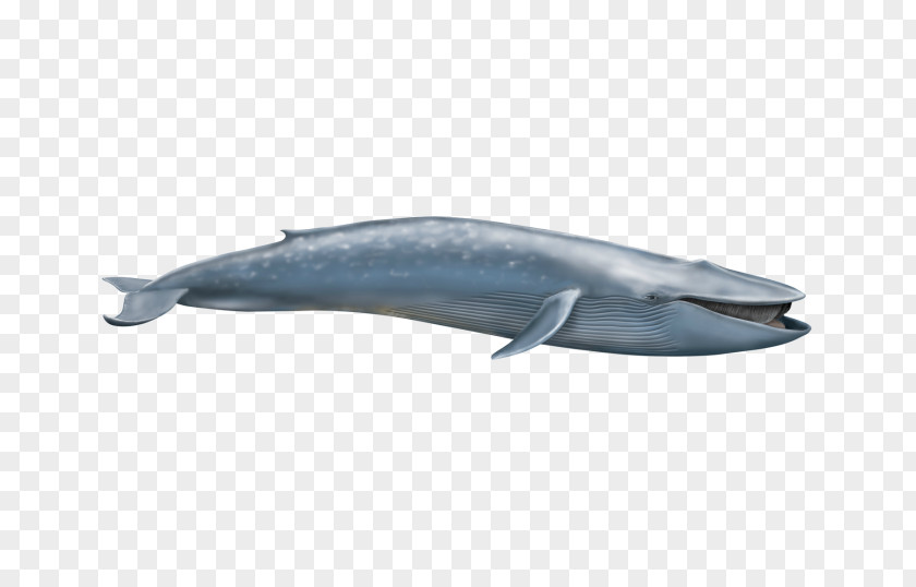 Blue Whale Short-beaked Common Dolphin Cetacea Elephantidae Fin PNG