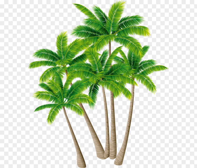 Coconut Palm Trees Shrub PNG