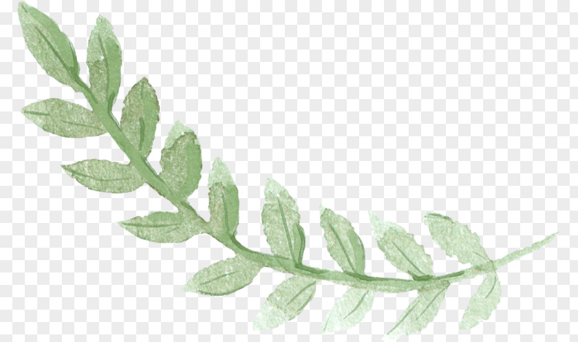 Plant Stem Fern PNG