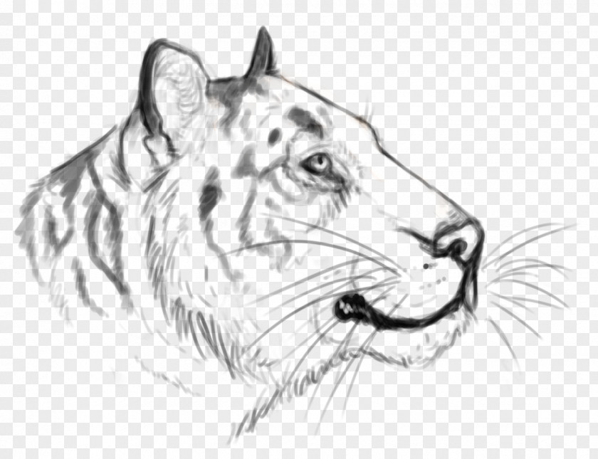 Realistic Sketch Whiskers Tiger Cat Roar PNG