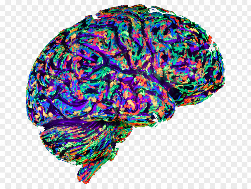Brain Game Art Mapping Evolution Mind PNG