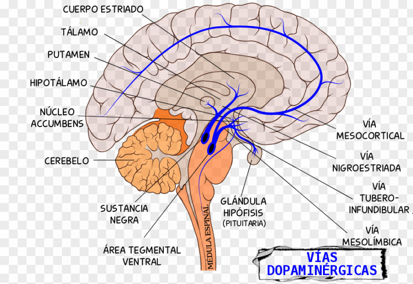 Brain Mesolimbic Pathway Tuberoinfundibular Dopaminergic Pathways PNG