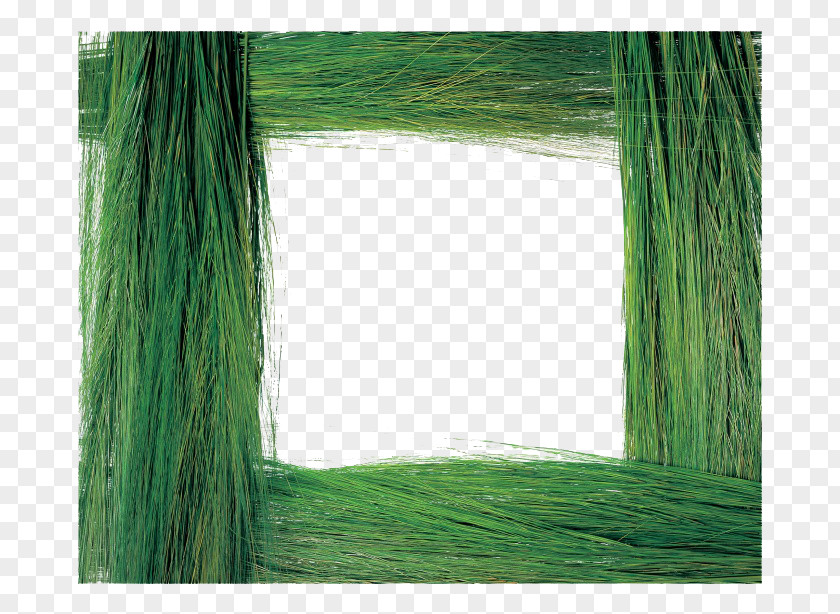 Green Frame Grass Picture Plant PNG