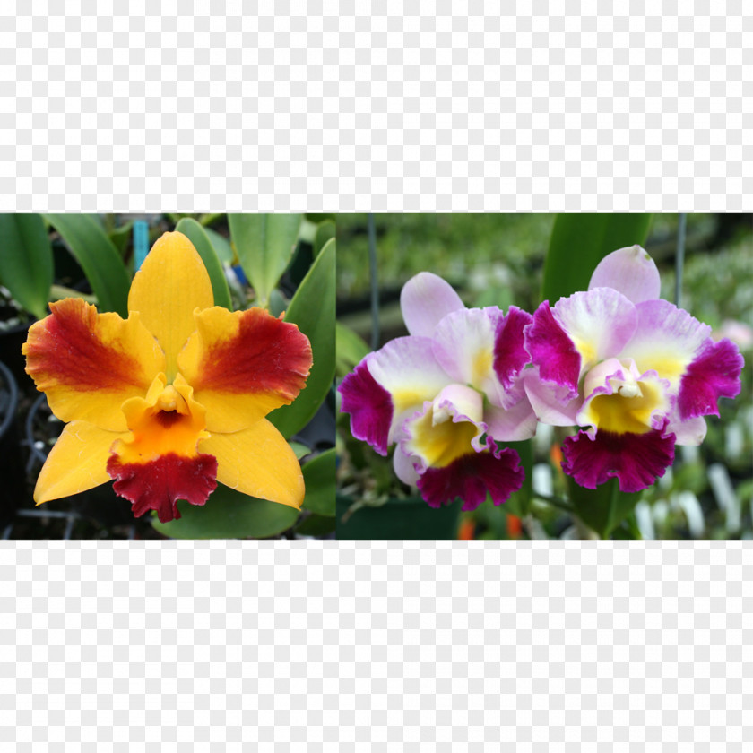 PARADİSE Cattleya Orchids Dendrophylax Lindenii Laboratory Flasks PNG