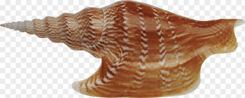 Seashell Download Sea Snail PNG