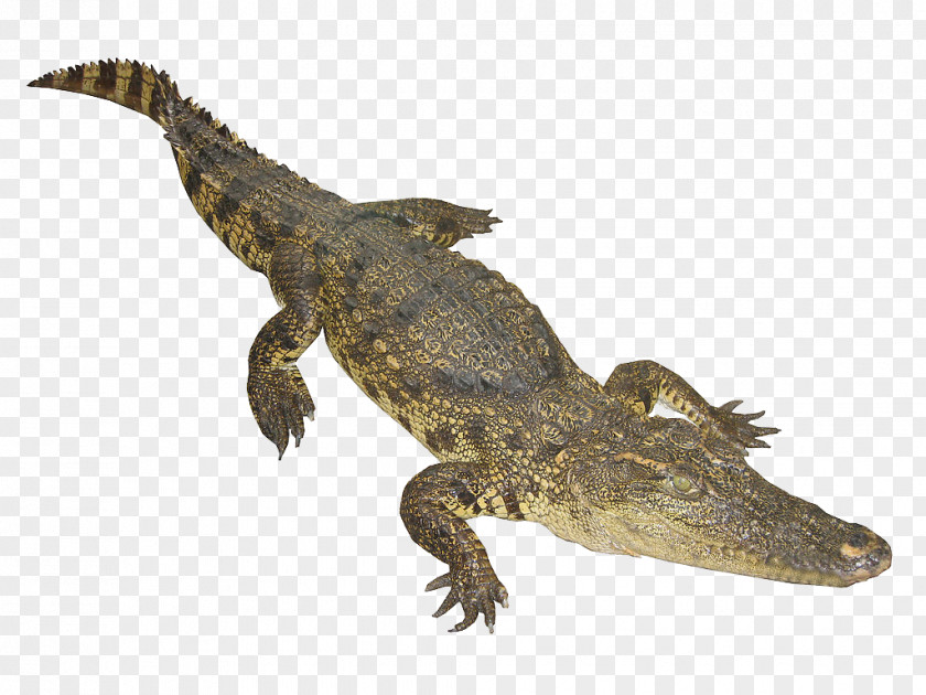 The Bulk Of Crocodile Nile Google Images Web Crawler Animal PNG