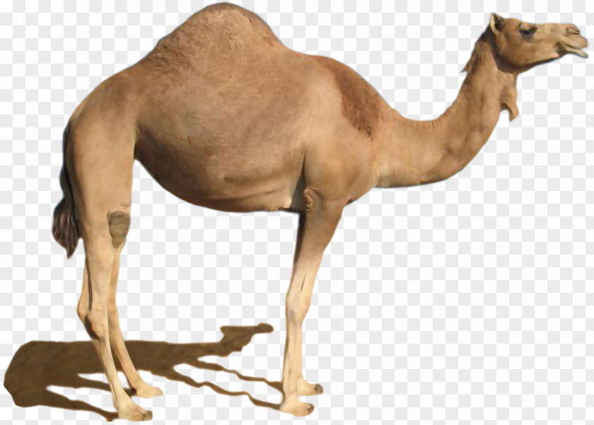 Camel Clip Art PNG