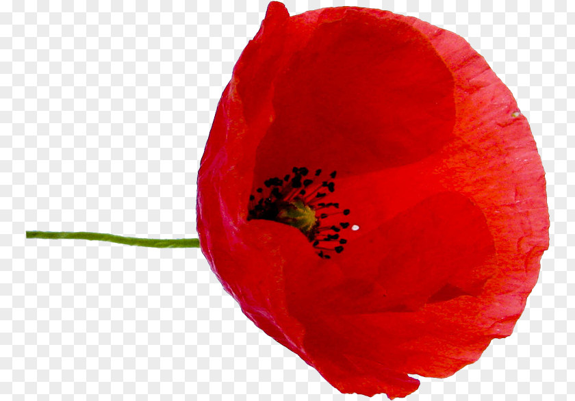 Flower Poppy Red Petal Green PNG