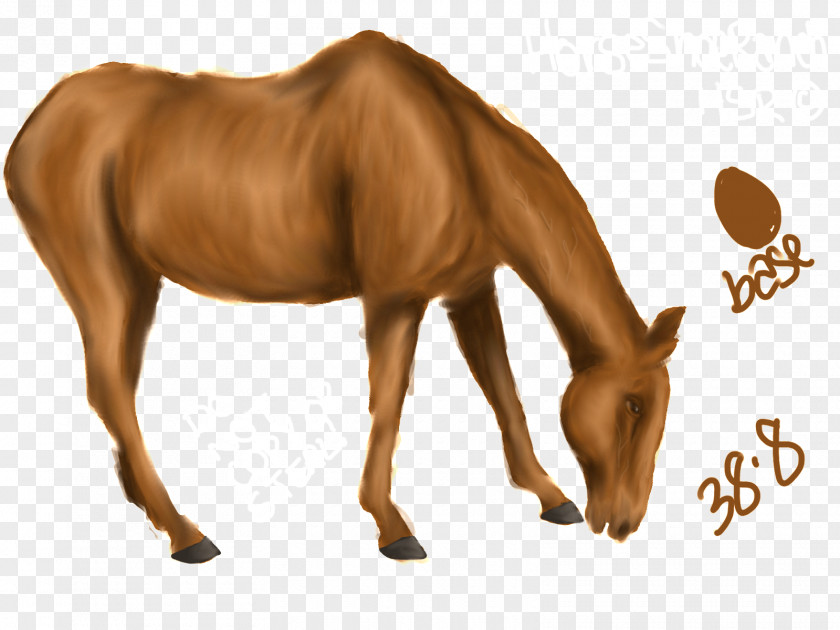 Mustang Mane Foal Colt Stallion PNG