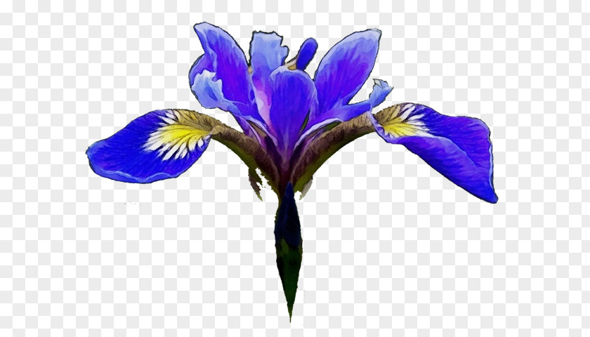 Northern Blue Flag Cut Flowers Petal Violet Flower PNG