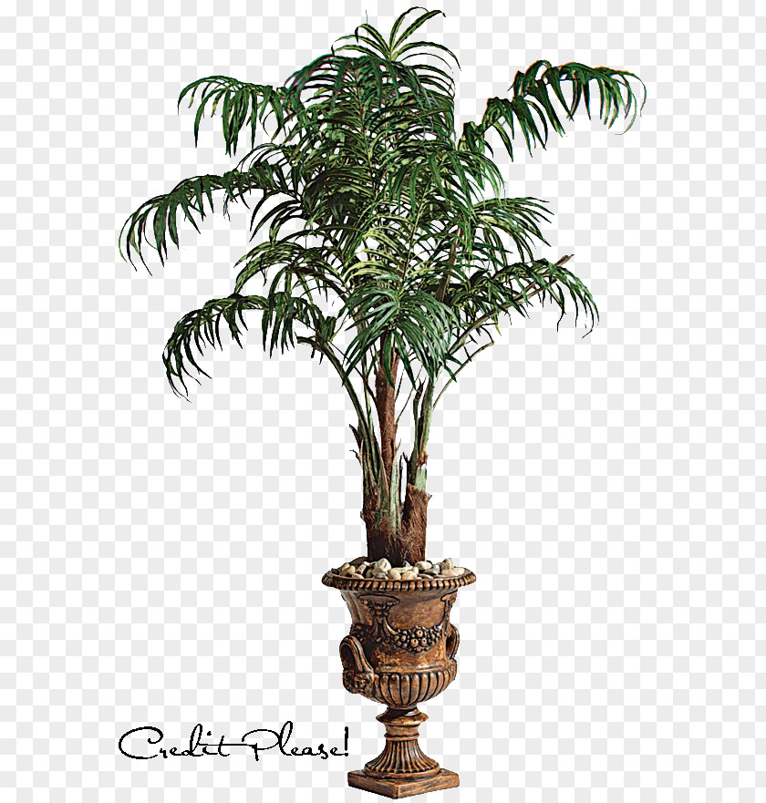 Palm Tree Artwork Arecaceae Clip Art PNG