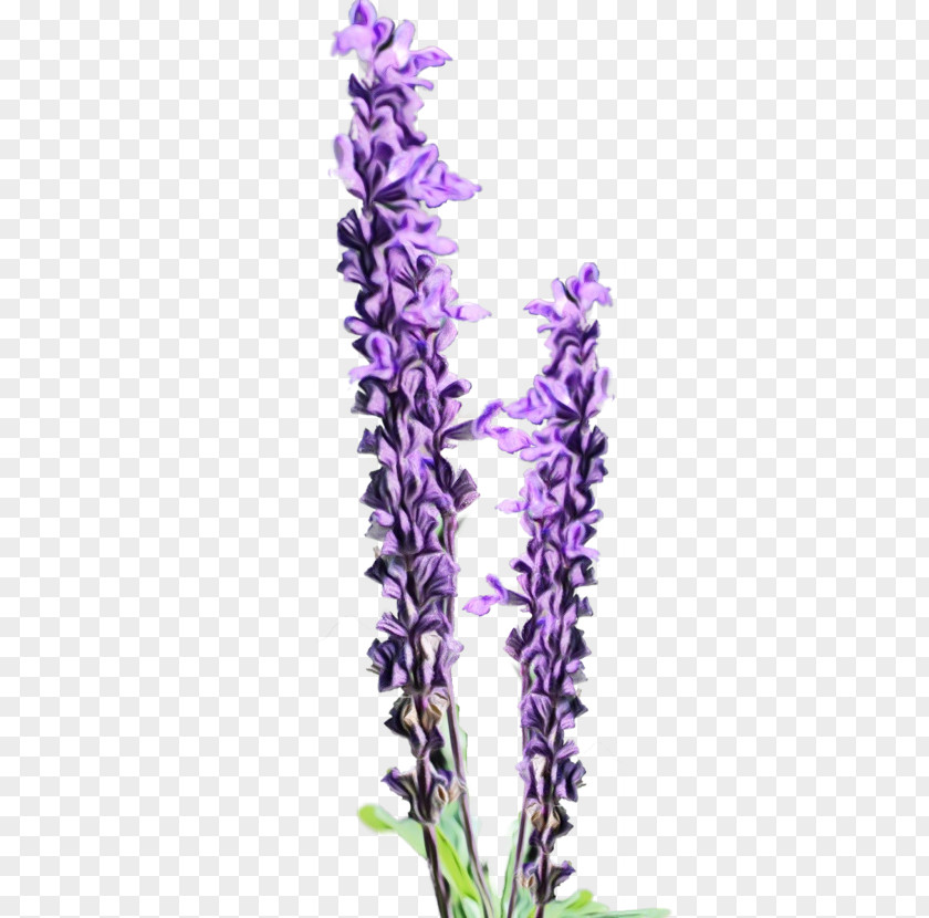 Pontederia Broomrape Oil Painting Flower PNG