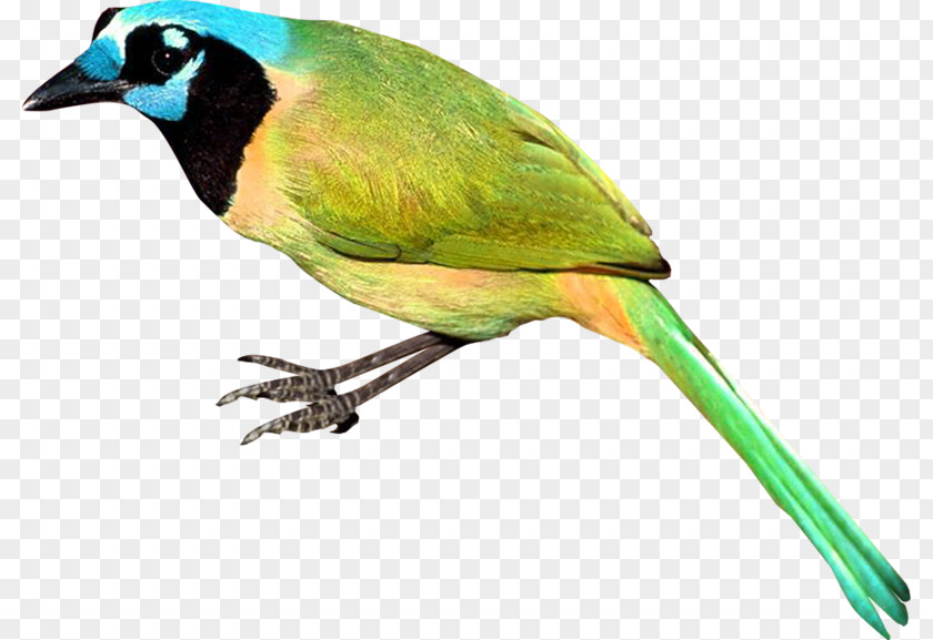 Blue Ear Vertebral Conure Beak Feather Wing Fauna PNG