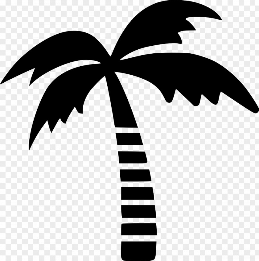 Coconut Tree Arecaceae PNG