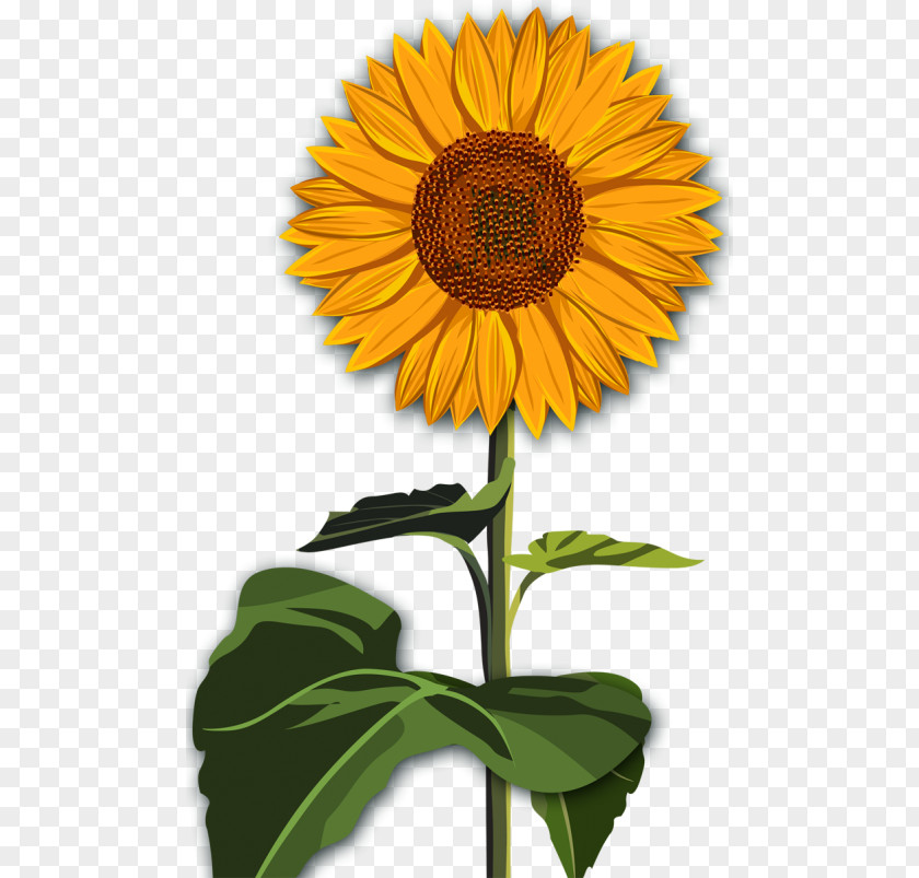 Flower Common Sunflower Desktop Wallpaper Red Clip Art PNG