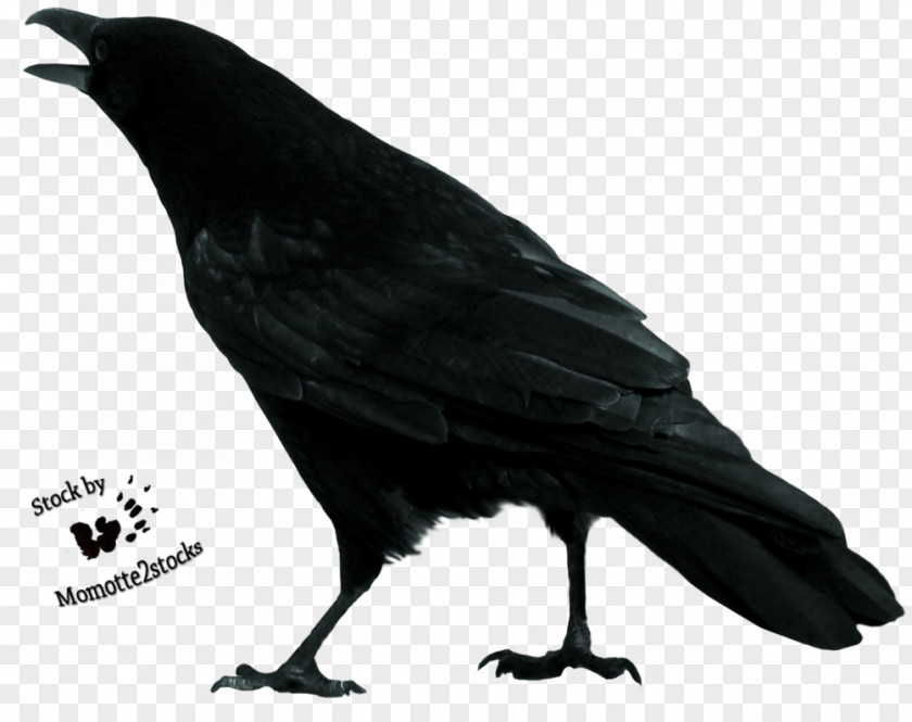Flying Crow Bird Sketch PNG