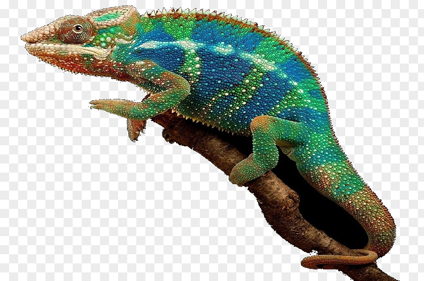 Geko Chameleons Iguanas Fauna Terrestrial Animal Bedürfnis PNG