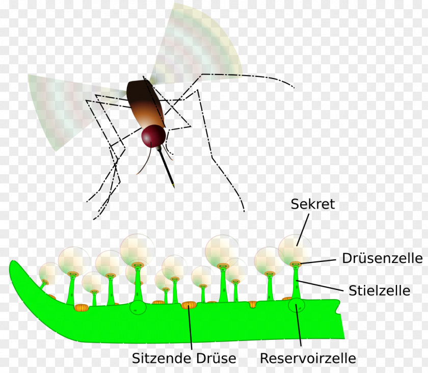 Mosquito Common Butterwort Byblis Pinguicula Ionantha Carnivorous Plant PNG