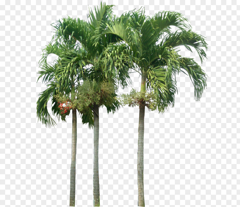 Palm Tree Washingtonia Robusta Adonidia PNG
