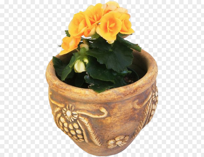 Plant Penjing Flowerpot Bonsai PNG