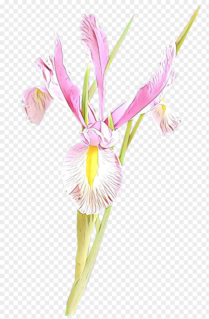 Plant Stem Petal Flower Cut Flowers Pink Pedicel PNG