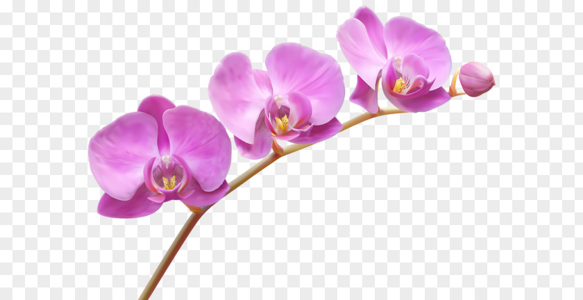 Flower Orchid Orchids Clip Art PNG