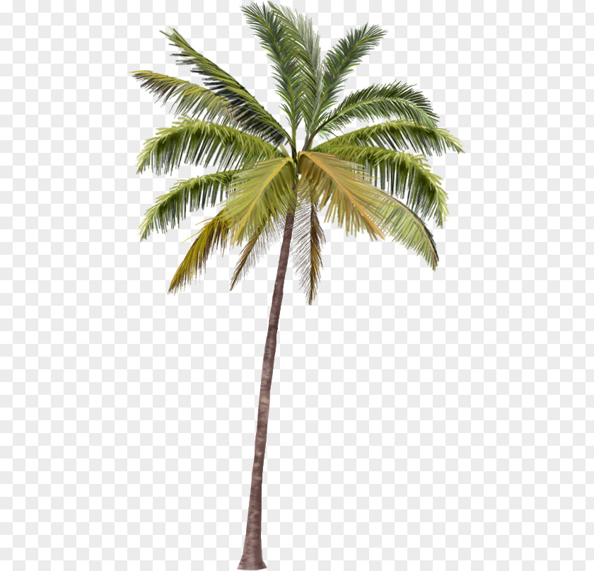 PALMERA Arecaceae Coco's Beach Club Cancun Mexican Fan Palm PNG