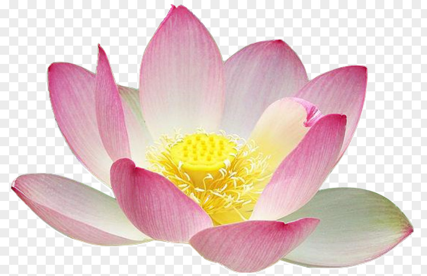 Realistic Flowers Cliparts Nelumbo Nucifera Lotus Seed Clip Art PNG