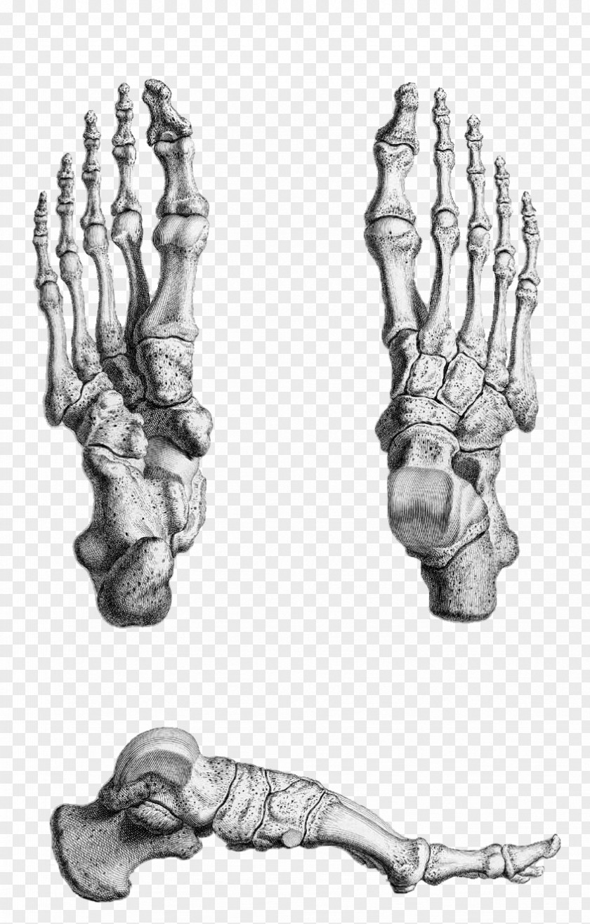 Skeleton Thumb Human Gray's Anatomy Foot PNG