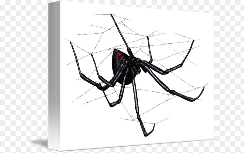 Spider Web Latrodectus Hesperus Southern Black Widow PNG
