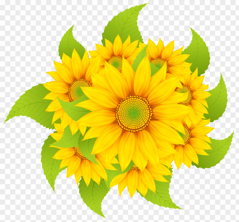 Sunflower Common Clip Art PNG