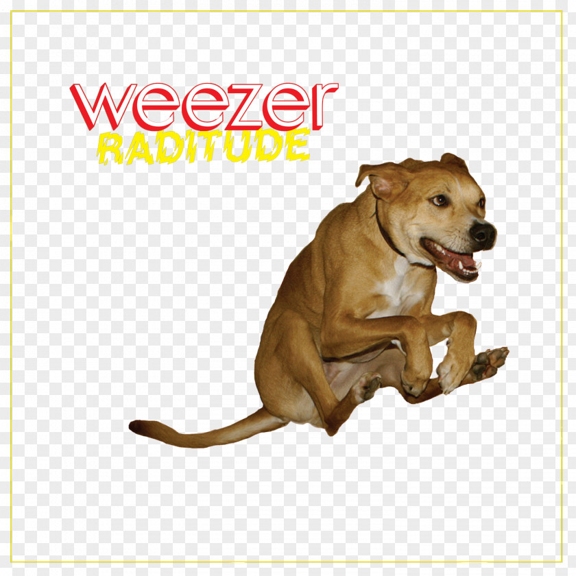 Weezer Raditude Album Buddy Holly Maladroit PNG
