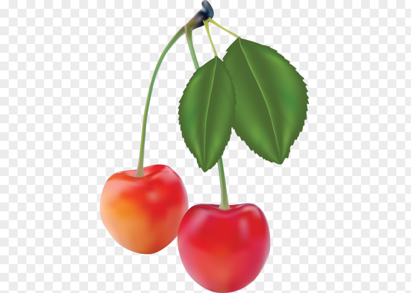 Apple Fruit Photorealism PNG