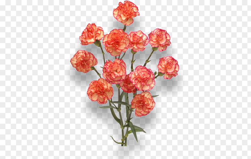 Burgundy Flowers Carnation Cut Orange Red PNG