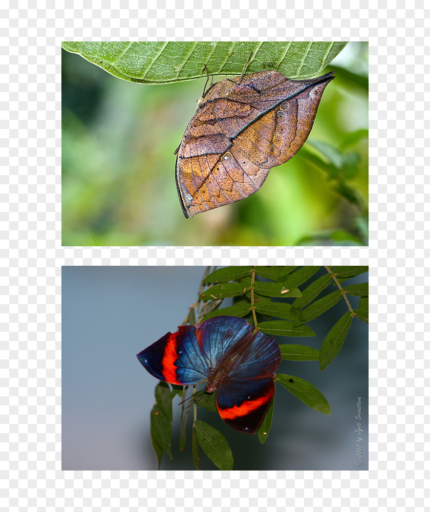 Butterfly Peggy Notebaert Nature Museum Brush-footed Butterflies Crypsis Insect PNG