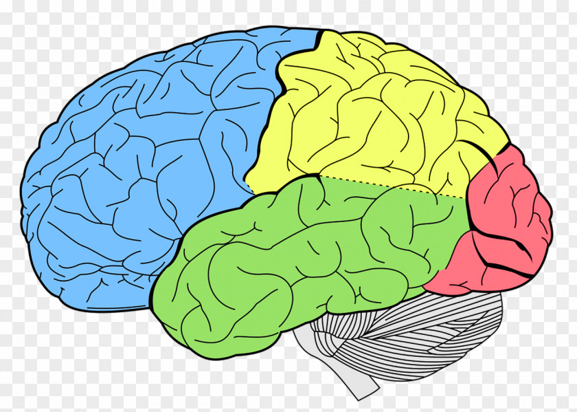 Colored Brain Human Anatomy Neuroscience Lobes Of The PNG