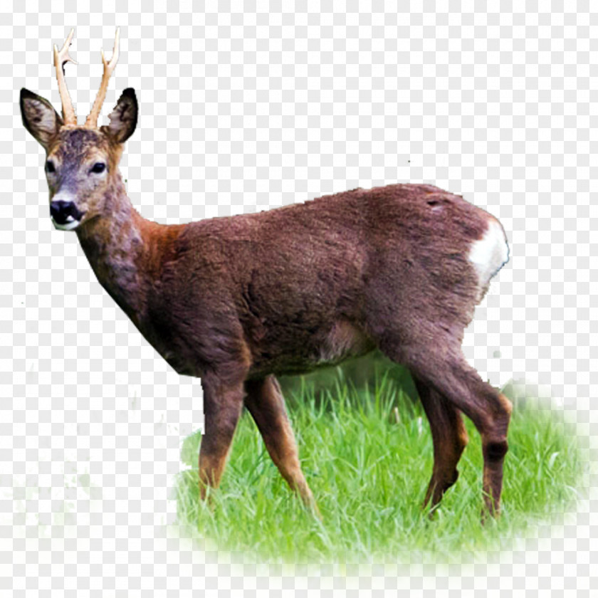 Deer White-tailed Roe Red Elk PNG