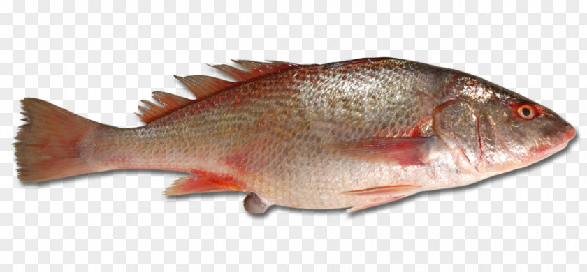 Northern Red Snapper Tilapia Barramundi Fish Products Seabream PNG