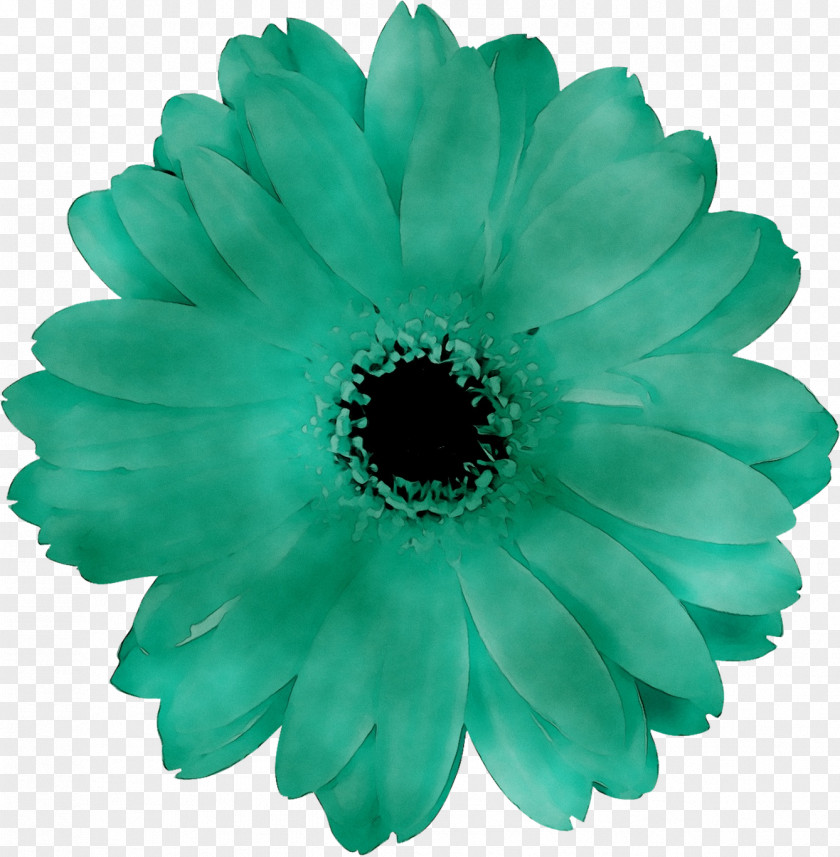 Transvaal Daisy PNG