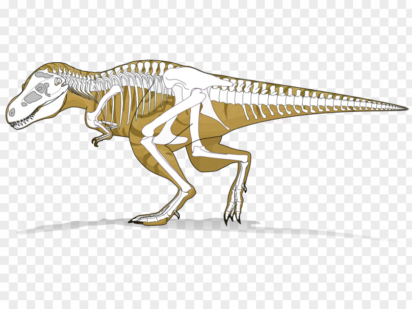 Tyrannosaurus Dinosaur Velociraptor Radiometric Dating Tarbosaurus PNG