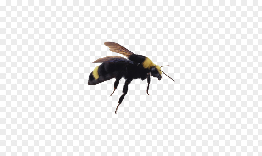 Bee Picture Honey Insect Clip Art PNG