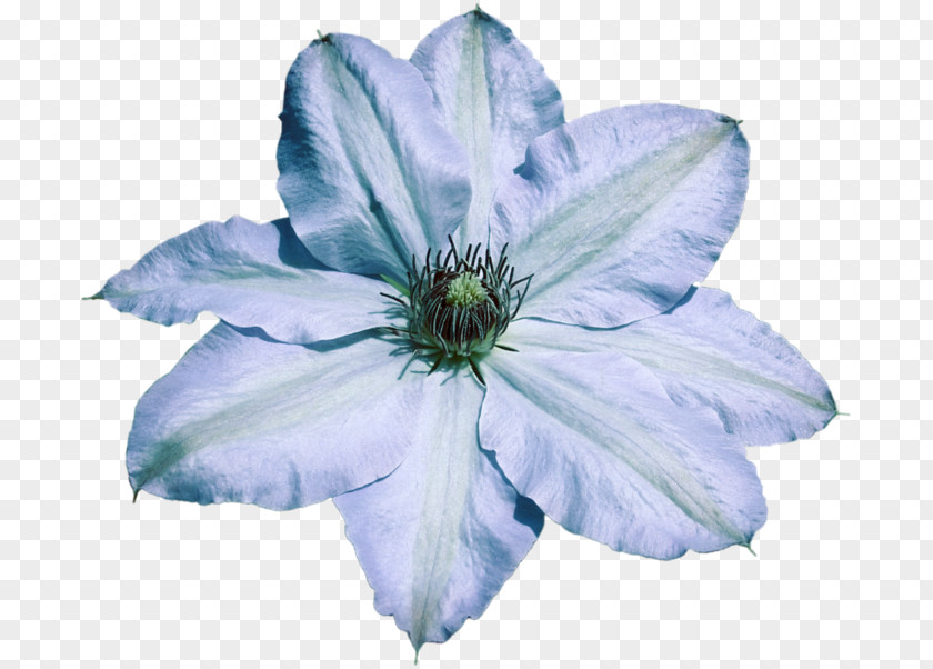 Blue Bayou Leather Flower Elisa's Creation Knife Chicory PNG