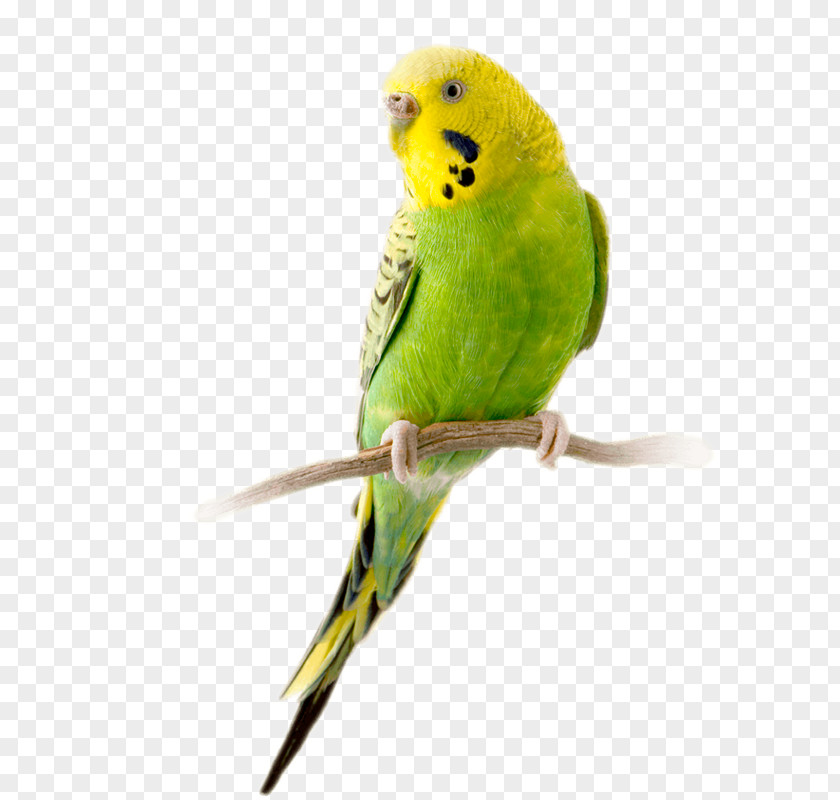 Budgerigar Parrot Bird Parakeet Stock Photography PNG