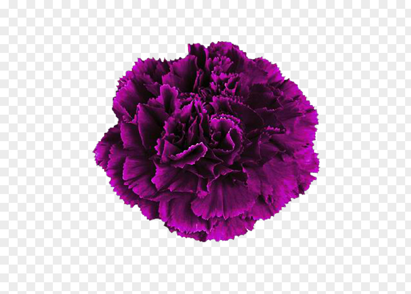 Deep Purple Carnation Flowers Pink Flower Color PNG