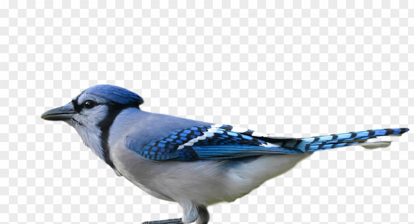 Feather PNG