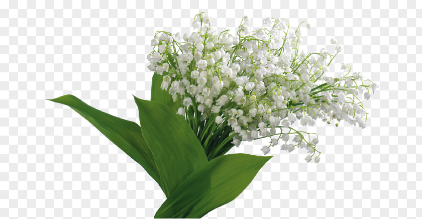 Lily Of The Valley Цветы Landishi Photography PNG