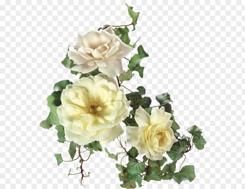 Rose Garden Roses Clip Art PNG