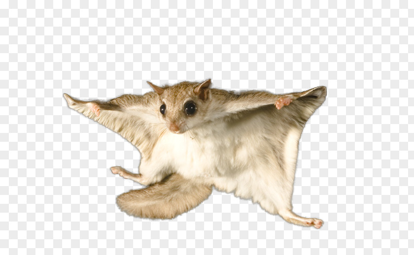 Squirrel Flying Bat Rodent Raccoon PNG