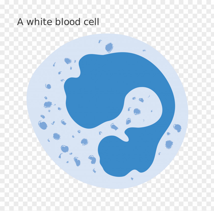 Blood White Cell Red PNG