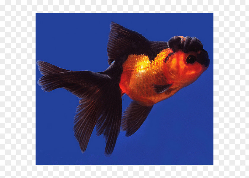 Fish Red Cap Oranda Ryukin Lionhead Black Telescope PNG